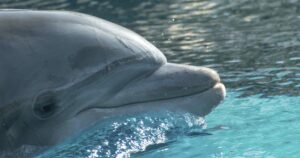 capacidad de adaptación delfín