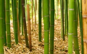 la lumbalgia bambu