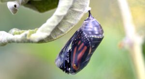 zona confort mariposa