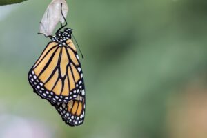 zona de confort, mariposa